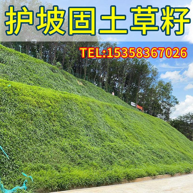 草坪籽护坡固土四季常青高