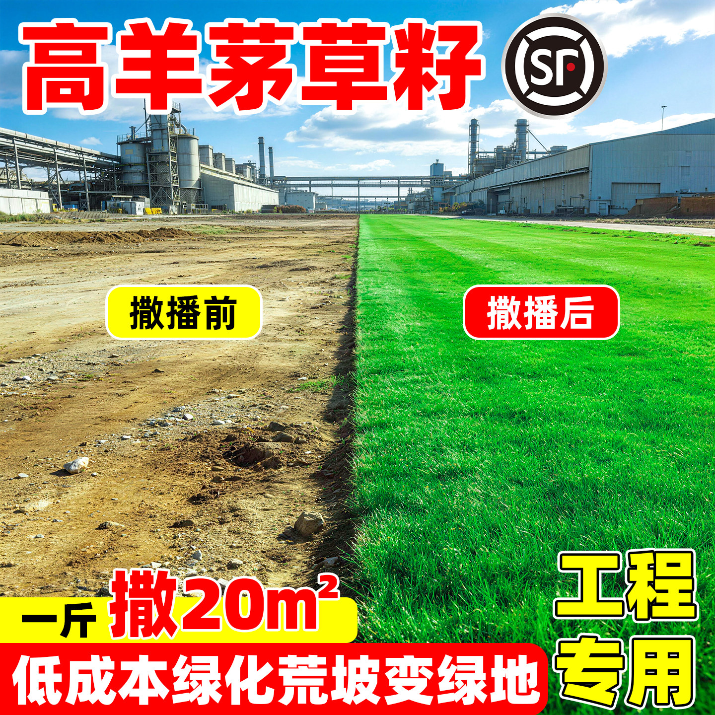 进口高羊茅草籽耐寒耐旱四季常青庭院别墅免修剪工程绿化草坪种子