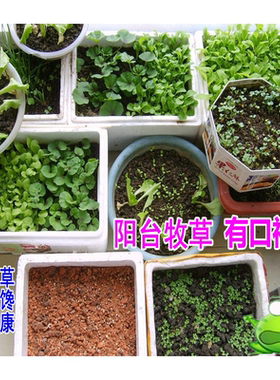 提摩西苜蓿黑麦草红薯地瓜