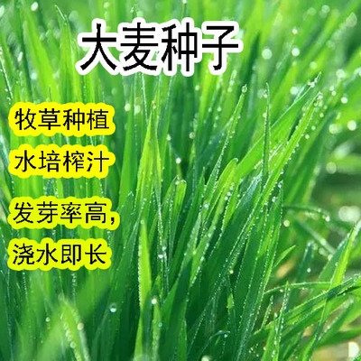 大麦种子芽苗菜若叶青汁榨