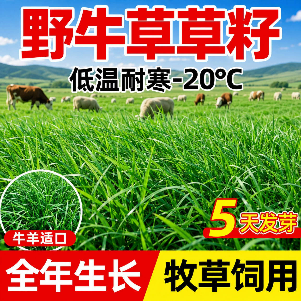 野牛草草籽四季常青多年生高产耐