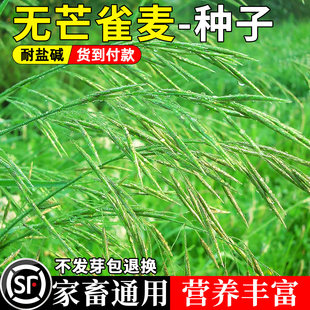 无芒雀麦种籽披碱草籽耐寒耐旱防风固沙耐盐碱老芒麦羊草牧草种子