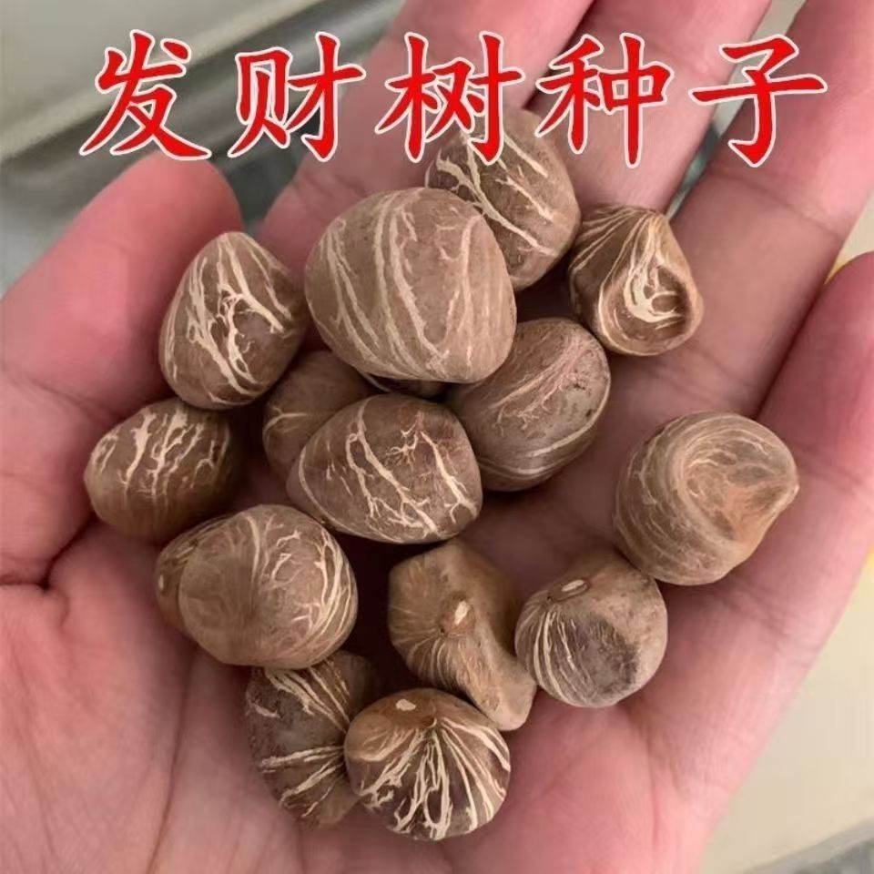 发财树种子树种子金钱树种籽四季