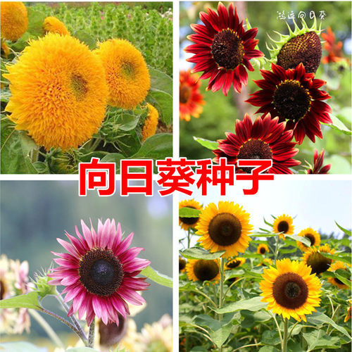 向日葵种子食用花籽盆栽观