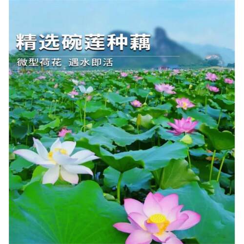 大型荷花种子池塘水养四季