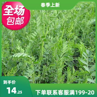 牧草种子豆科优质沙打旺