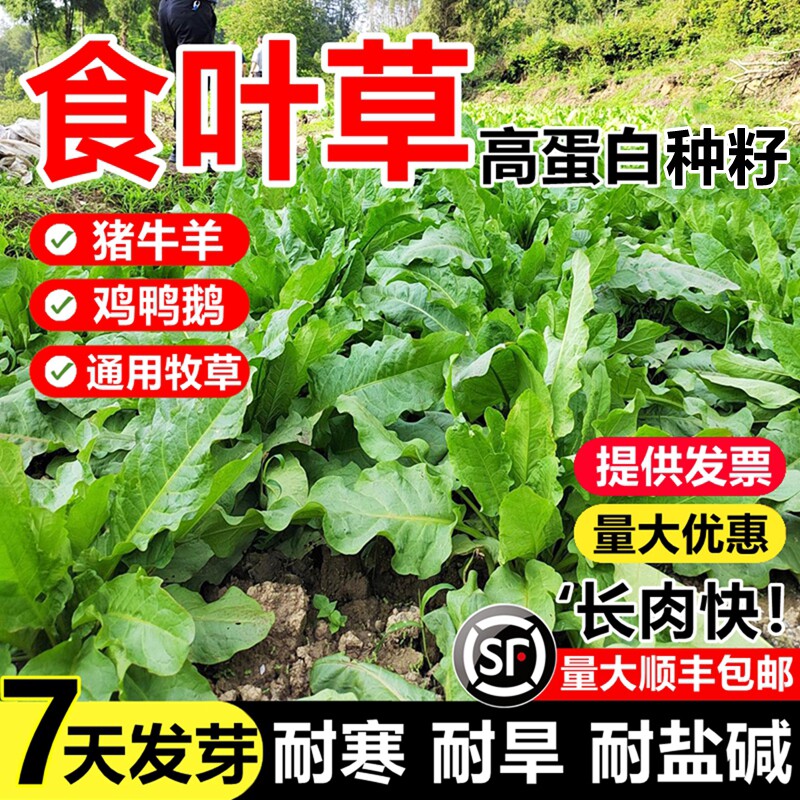 食叶草种子蛋白草高产耐寒牧草种子进口草籽牛羊猪鸡鸭鹅鱼食用草