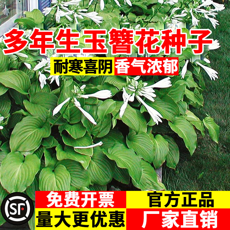 玉簪花种子玉春棒白鹤花籽宿根