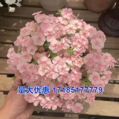 福禄考美化花种室内庭院播