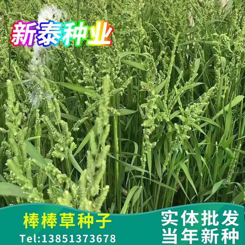 棒棒草种子水稗子苦梗草耐湿棒头草鱼虾蟹养殖水草牧草饲料