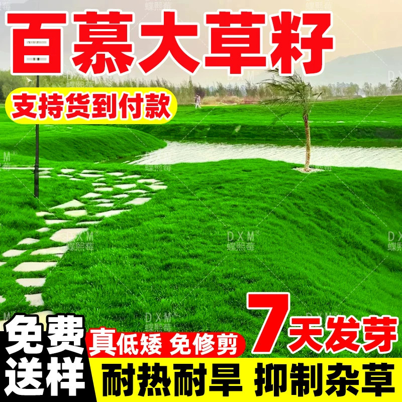 矮生百慕大草种籽四季常青耐践踏工程绿化草坪种子足球场草皮草籽
