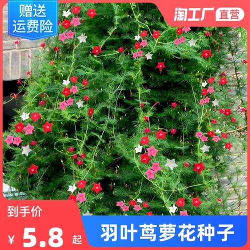 羽叶茑萝花种籽子四季庭院
