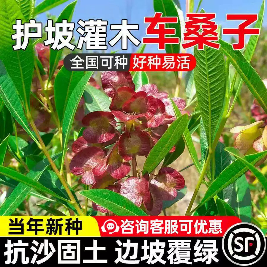 车桑子种籽生态修复护坡防风固沙