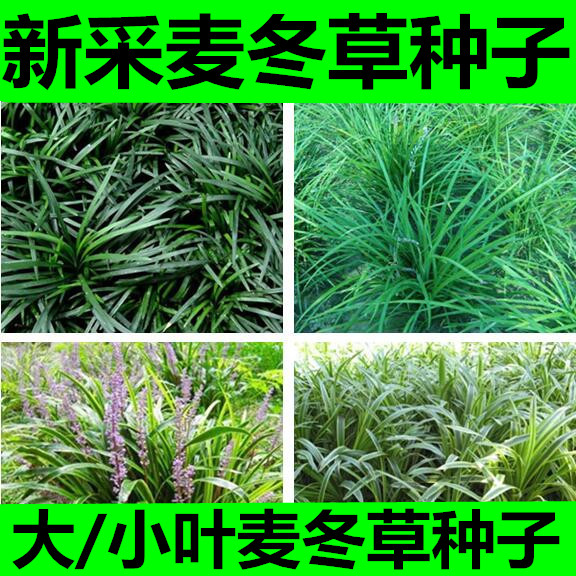 新采药材玉龙草金边麦冬日图片
