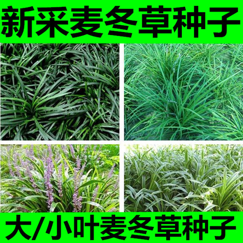 新采药材玉龙草金边麦冬日