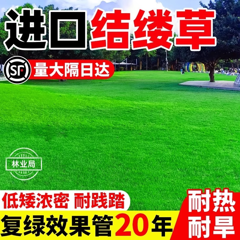 草坪草籽四季常青结缕草草籽庭院工程护坡草孑多年生绿化草皮种子