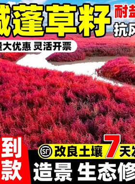 碱蓬草种子红色翅碱蓬卤蓬土壤沙荒地绿化耐盐碱治理土壤改良种籽