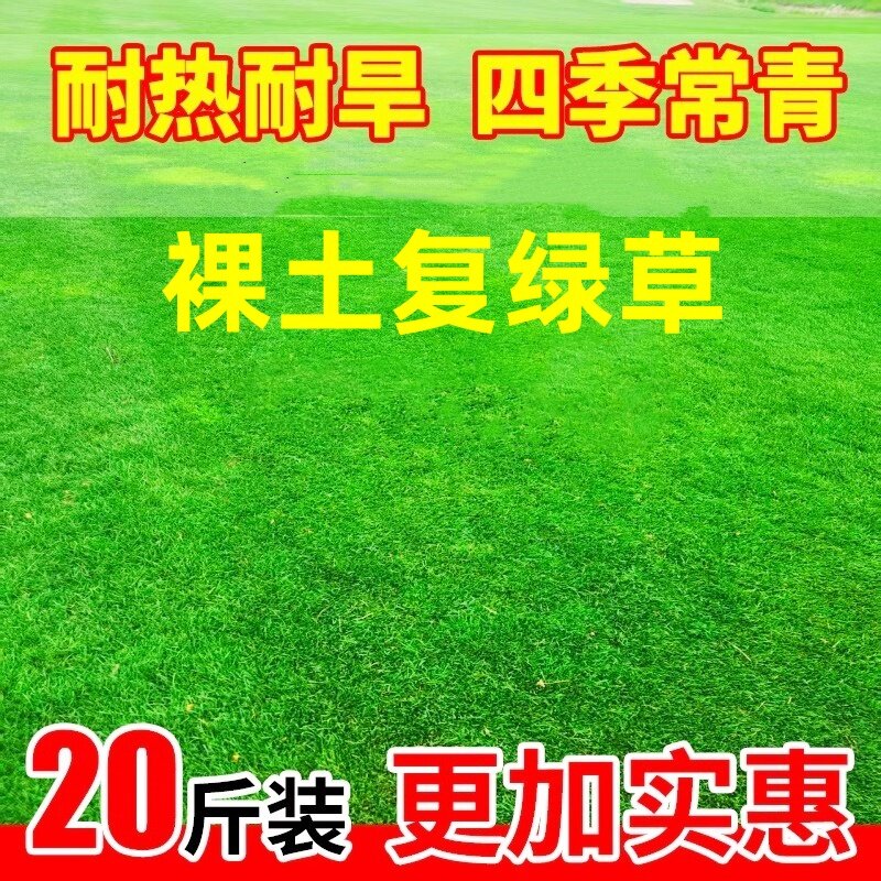 草坪草籽四季常青护坡固土绿化狗牙根种子庭院绿化黑麦草种籽矮生