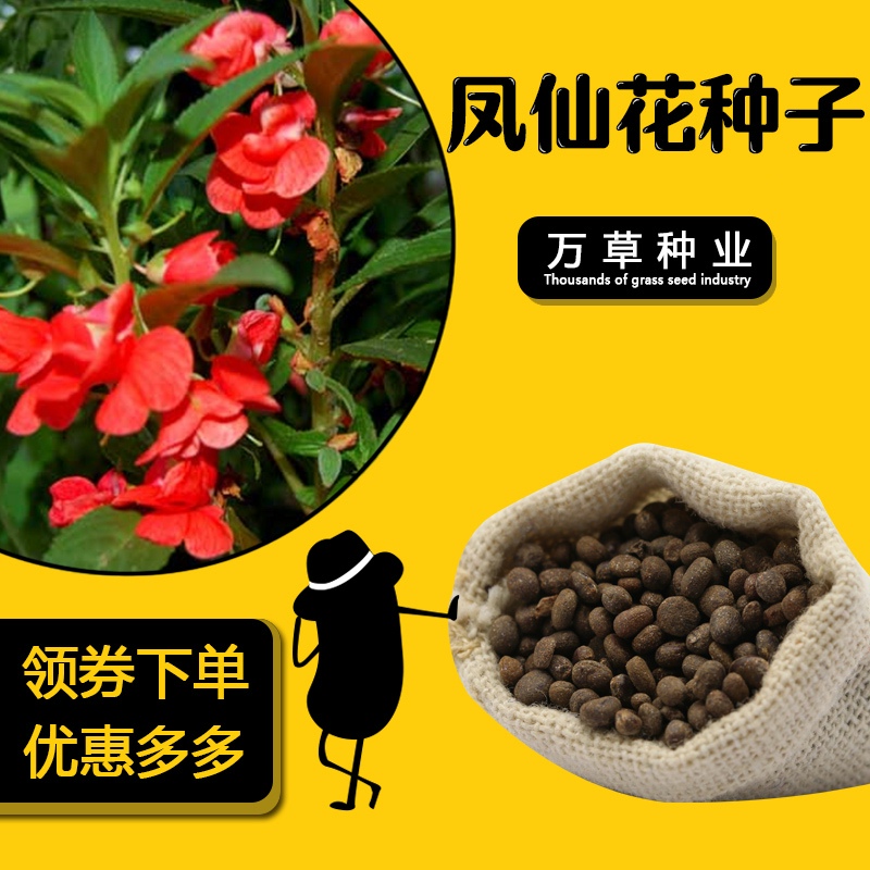 急性子种子凤仙花种子指甲花种子绿植花卉种子盆栽花混色种子包邮