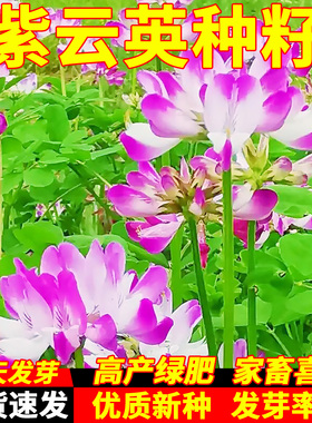 紫云英种子红花草种子食用野菜种籽蜜源固氮果园绿肥四季牧草种子