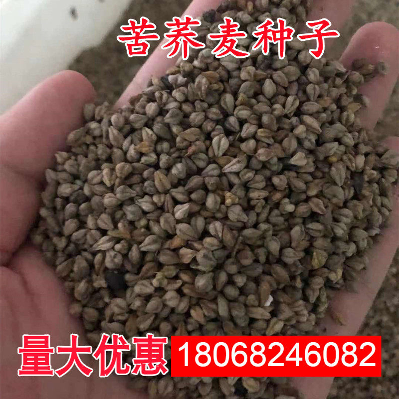荞麦种子 别称甜荞、乌麦、三角麦、花荞、荞子 阳台绿色食品种籽
