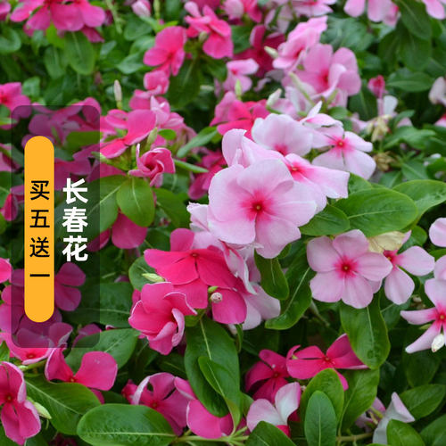 长春花种子日籽混色庭院阳