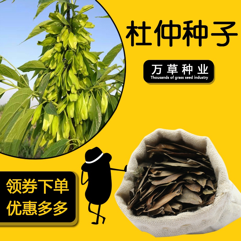 杜仲种子林木秋冬季春季种植包邮