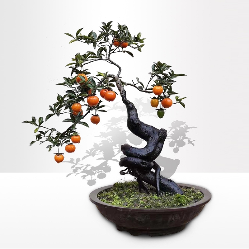 老鸭柿子树盆景金弹子老桩盆栽带果母桩室内瓶d兰花黑塔子绿植盆