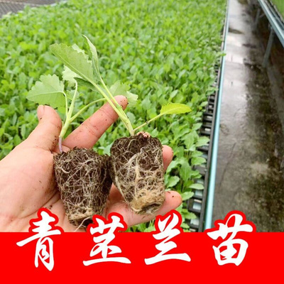 苤蓝秧苗青兰苗青春苤秋水果绿苤兰球茎甘蓝蔬菜苗秧苗花菜苗芥兰