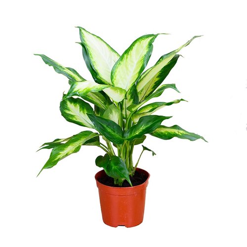 万年青花价格 万年青花图片 星期三