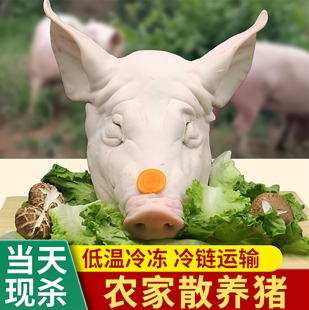 新鲜猪头整只猪头肉猪脸肉生猪头半猪头土猪头带骨猪脸带耳朵