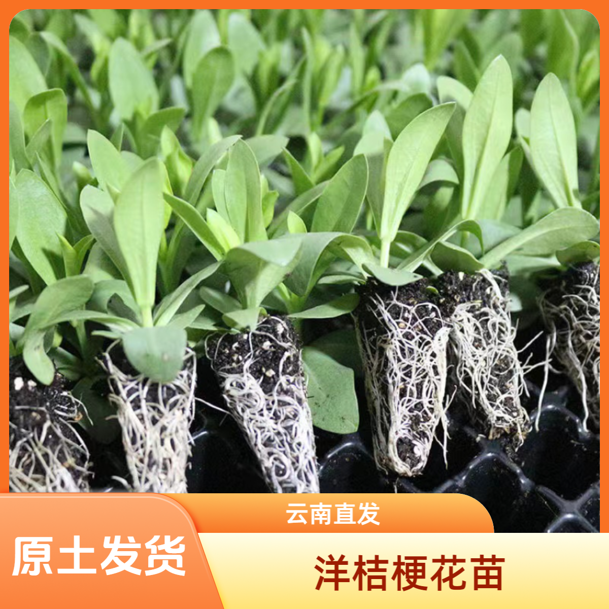 重瓣洋桔梗花苗原土发货阳台庭院室外室内绿植云南产地直发易成活