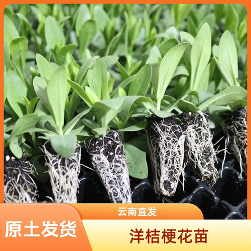 重瓣洋桔梗花苗原土发货阳台庭院室外室内绿植云南产地发货易成活