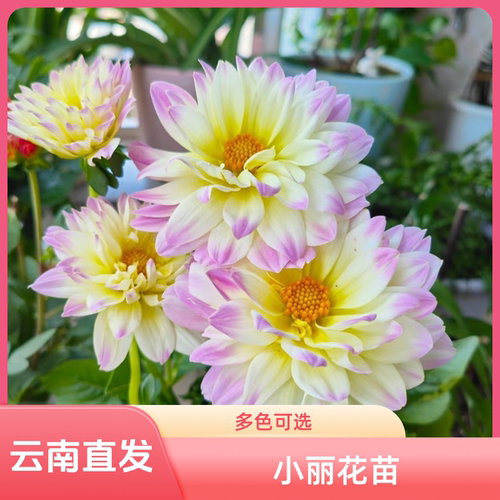 云南发货小丽花花苗原土发货多年生鲜活活力满满庭院阳台植物