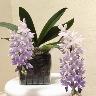 【蓝星】丰花夏花系列蝴蝶兰苗基地直发包对版