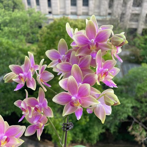 哈根达斯叶片带闪室内花2.8寸