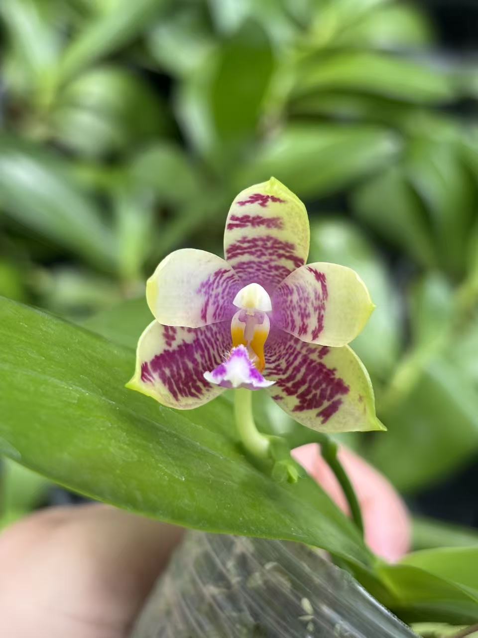 原生中实生盲盒 蝴蝶兰苗  基地直发