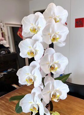 【大白两眼蕾丝变异】1.7寸蝴蝶兰苗（一颗包返祖）