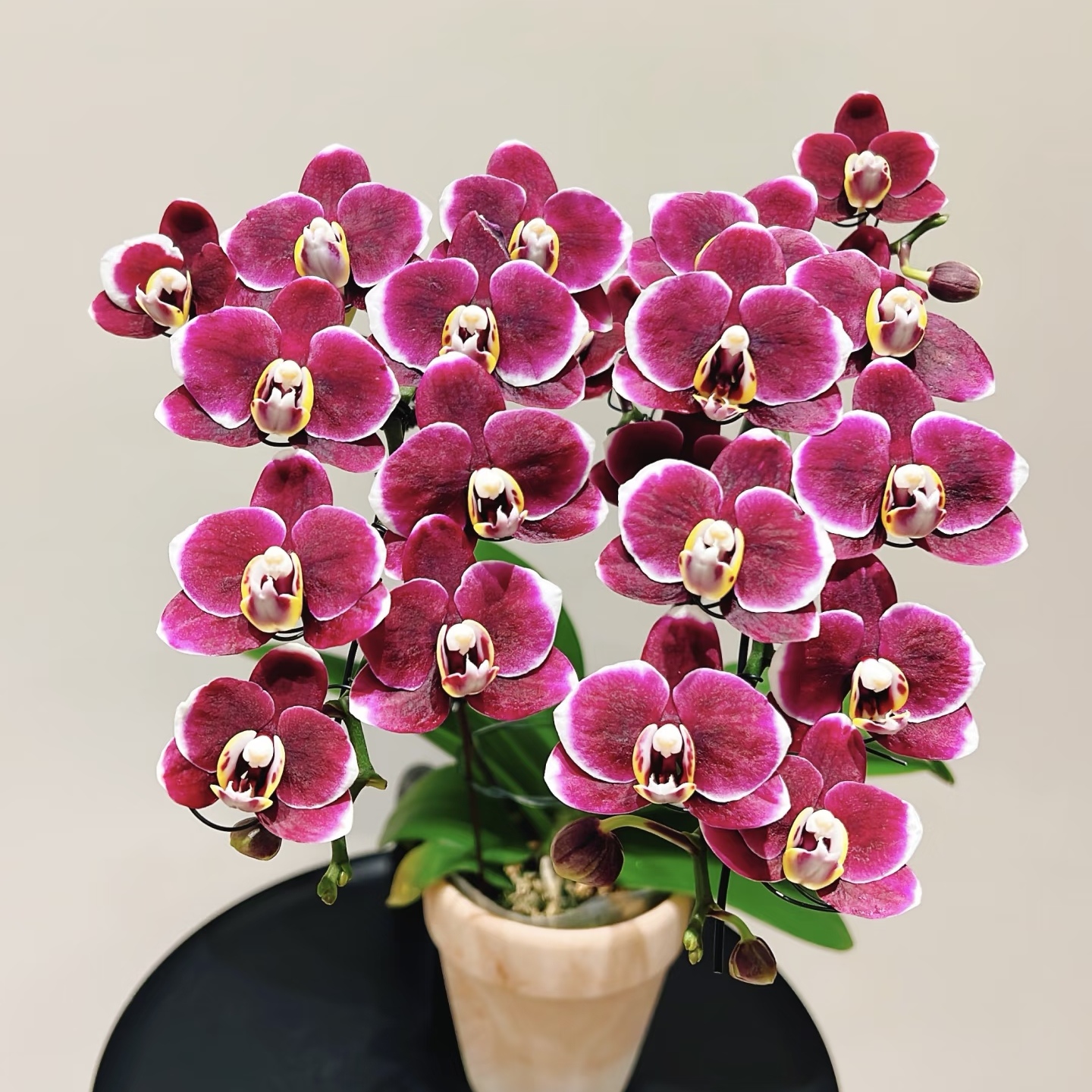 【小巧克力出剑苗】丰花系列小花型  基地直发  包对版