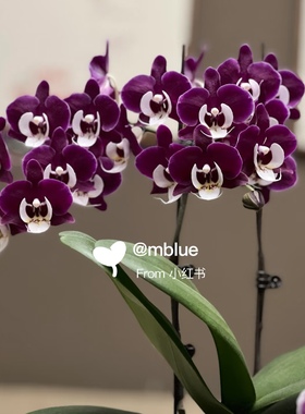 【玖玖团圆】3.5寸大杯大苗  大爆根