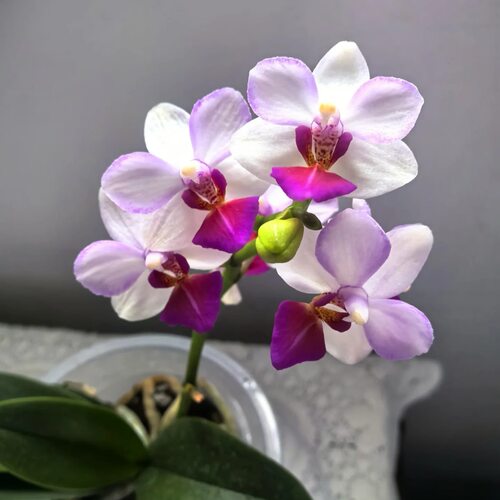 【椎名柔雨】丰花爆花3.0寸蝴蝶兰苗基地直发包对版包邮