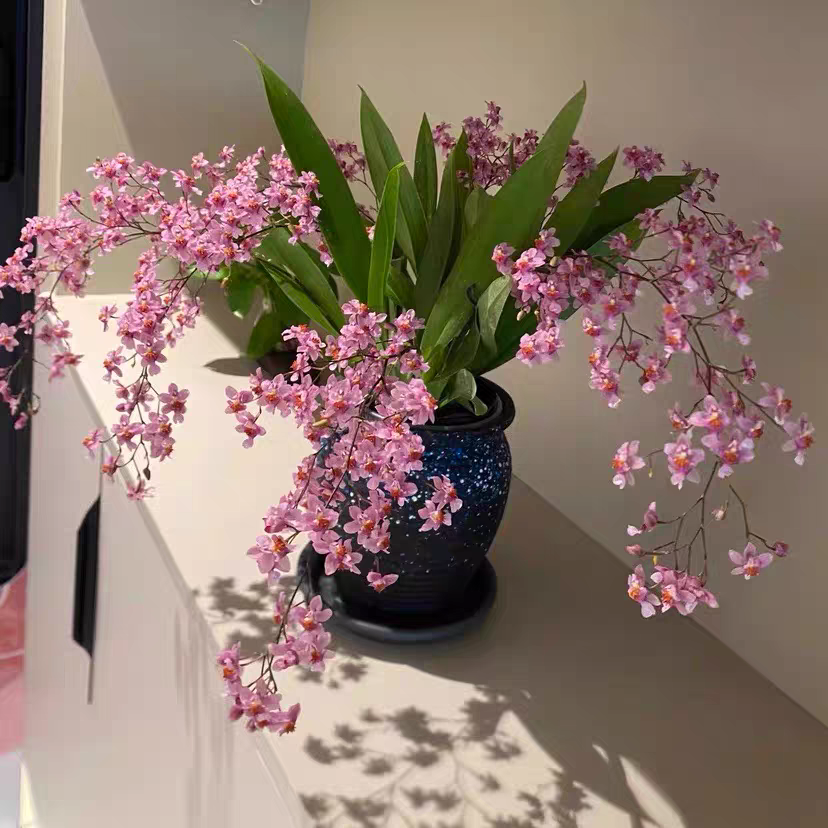 【文心兰 光宗粉系列】梦香兰粉色约4-6花剑  兰花基地直发