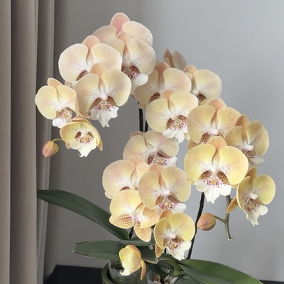 【白桃皇后】蝴蝶兰苗稀有品种基地直发包对版包邮