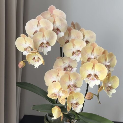 【白桃皇后】蝴蝶兰苗稀有品种基地直发包对版包邮