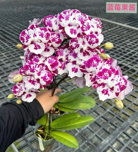 【蓝莓果酱出剑苗】3.5寸大杯大苗  稀有花色 基地直发包对版包邮