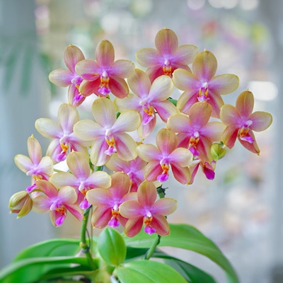 【甜蜜回忆】蜡纸花蝴蝶兰苗基地直发包对版包邮