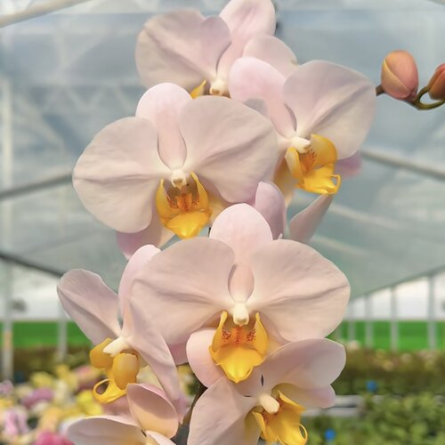 新品首发【和鸣粉糯丸子】大花型仙气飘飘蝴蝶兰苗基地直发包对版