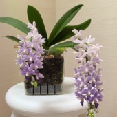 蓝星2.8寸苗碳棉杯蝴蝶兰趣味朵丽蝶小花型续花型 基地直发包对版