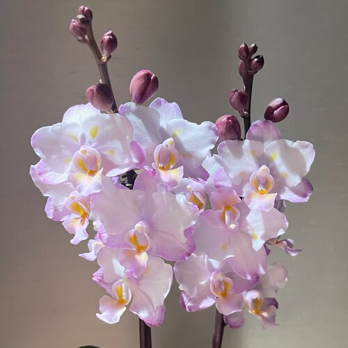 【刘氏樱花】蝴蝶兰苗仙女粉波浪边稀有花色蝴蝶兰苗包对版