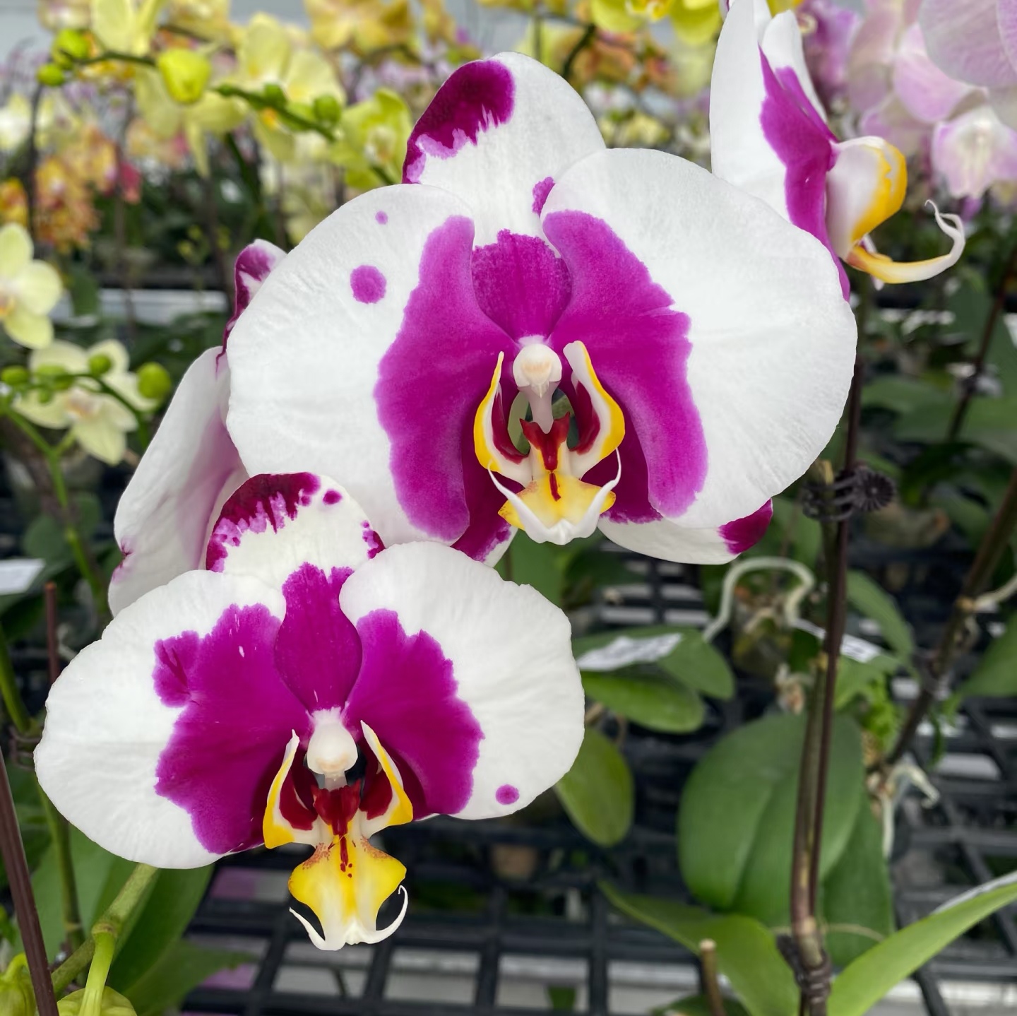 【世华熊猫开花株】蝴蝶兰基地直发  包对版